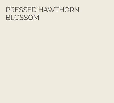 pressed-hawthorn-blossom