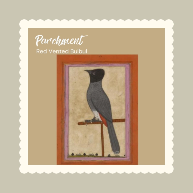 Parchment - Red Vented Bulbul